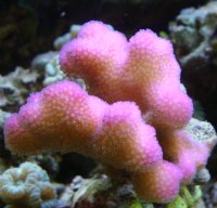 Farbtest Aquarium